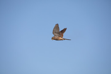 Kestrel