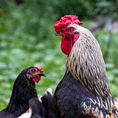 Rooster and chickens walk on grass in courtyard of house