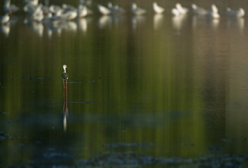 Black-winged Stilt with beautiful reflection and bokeh of gulls at the backdrop, Tubli bay, Bahrain