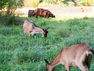 Herd of goats and sheeps grazing on a green meadow