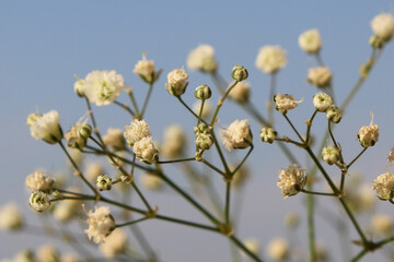 Mosquitinho, flores de casamento.