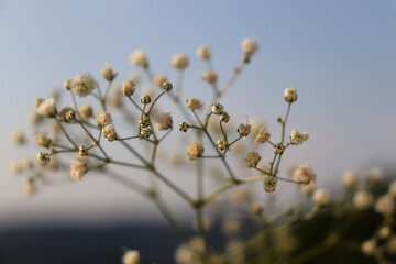 Mosquitinho, flores de casamento.