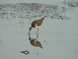 Green Sandpiper