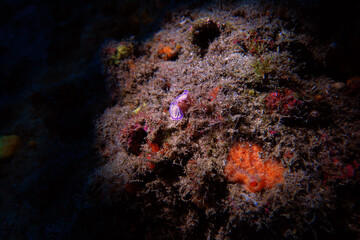Little Nudi
