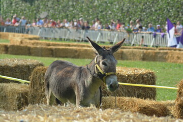 palio dei somari a montecreto