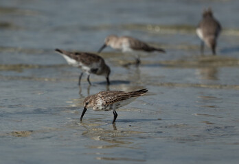 Dunlins feeding at Busaiteen coast, Bahrain