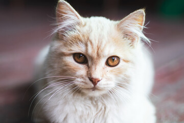 close up portrait of a cat