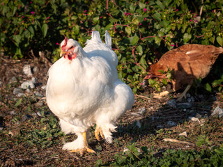 Mixed Brahma and Leghorn chicken and a brahma chicken, roaming free looking for things to eat.