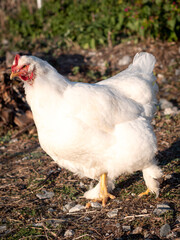 Mixed chicken, Brahma and Leghorn, roaming free.