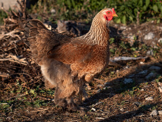 Brahma chicken in roaming free in a garden.