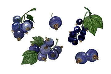 Watercolor elements collection of black currant bunches, twigs and leaves, berries