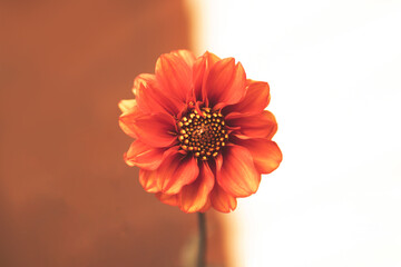 orange gerbera flower