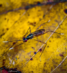 dragonfly resting on a leaf