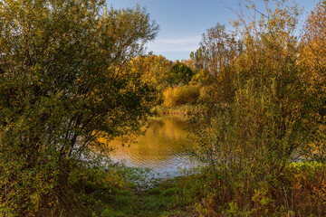 Fototapeta na wymiar Autumn trees and lake.