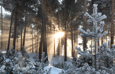 Impressive view of fog and sunlight after frost on the famous Sarıkamış ski slopes with its crystal snow and yellow pine forests.