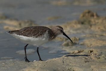 Curlew Sandpiper feeding at Busaiteen coast of Bahrain