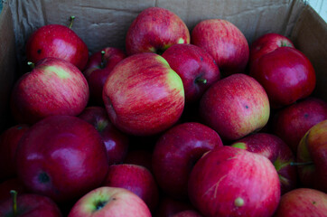 Closeup shot of fresh red and yellow apples