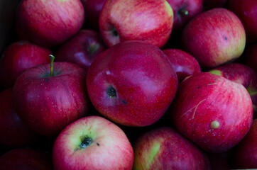 Closeup shot of fresh red and yellow apples