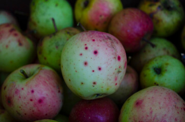 Closeup shot of fresh red and yellow apples