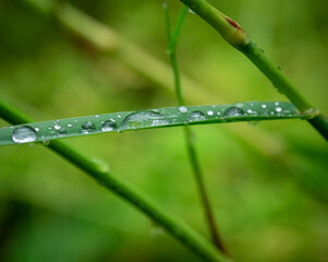 rain drops on the green grass
