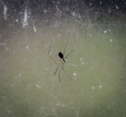 spider in the spiderweb against window
