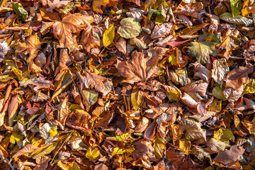 Fallen autumn leaves on the ground. Autumn colors. Background from leaves.