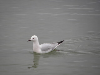 gull