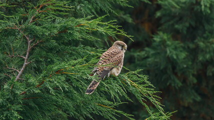 Kestrel