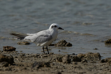 Gull-billed tern at Busaiteen coast, Bahrain