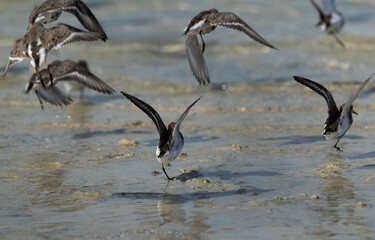 Dunlins takeoff at Busiateen coast of Bahrain