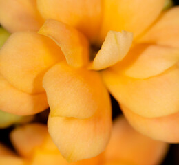 Little orange flower on the nature.