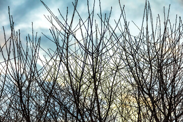 Fototapeta premium Bare branches on a tree against the background of the sky with clouds.