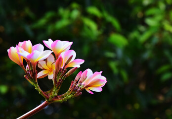 Fototapeta premium flower a beautiful natural flower