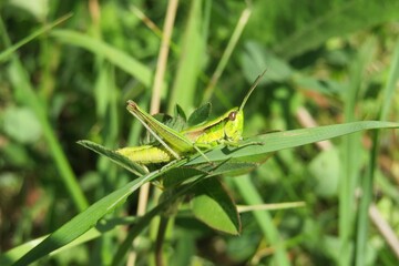 Green grasshopper on grass in the meadow, closeup