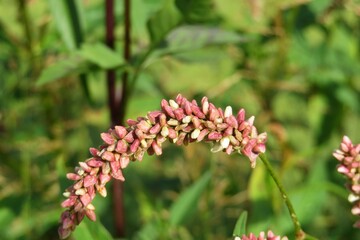 Pink persicaria flower on natural green background in Florida nature, closeup