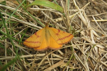 Orange Lythria butterfly on grass in the garden, closeup