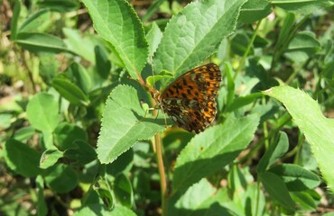 Brown polygonia butterfly on green leaves in the garden