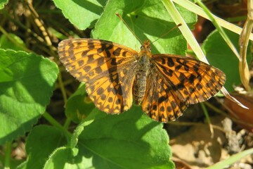 Beautiful lathonia butterfly on green leaves in the garden, closeup