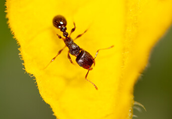 Closeup of an ant on a yellow flower on nature.