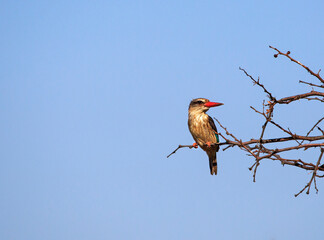 Brown hooded kingfisher