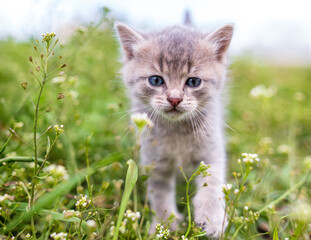 Portrait of a little kitten in green grass