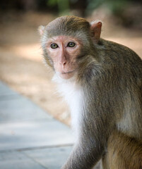 Portrait of a monkey in the park