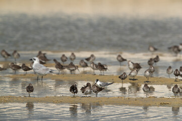Dunlins with a gull-billed and a saunders tern at Busaiteen coast, Bahrain