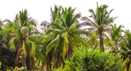 Fototapeta premium Palm trees grow in the park.