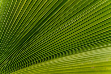 Obraz premium Detail of green Palp leaf