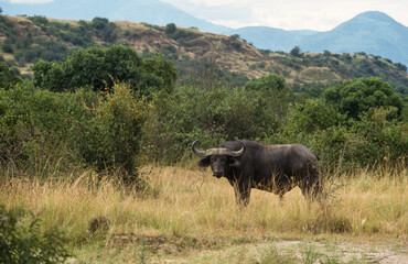 Fototapeta premium Buffle d'afrique, syncerus caffer, Parc national du Serengeti, Tanzanie
