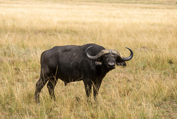 Buffle d'afrique, syncerus caffer,  Parc national du Serengeti, Tanzanie
