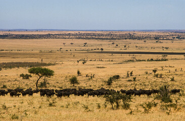 Buffle d'afrique, syncerus caffer,  Parc national du Serengeti, Tanzanie