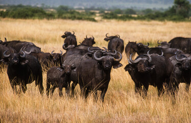 Obraz premium Buffle d'afrique, syncerus caffer, Parc national du Serengeti, Tanzanie