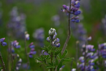Close up of Lupinus - a purple flower also known as lupin or lupine on Iceland